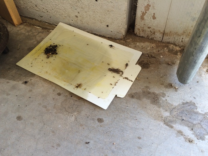 Olive-Oil-Flavored Glue Trap