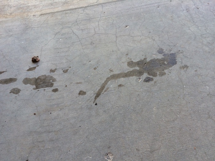 Olive Oil Lizard Tracks